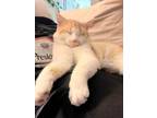 Adopt Dr Cooper a Domestic Short Hair