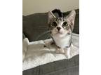 Adopt Michael a Domestic Short Hair