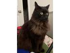 Adopt Jacks a Domestic Long Hair