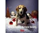 Adopt Nelson a Beagle
