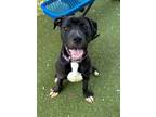 Adopt Onyx a Pit Bull Terrier, Mixed Breed