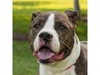 Adopt Annex a Pit Bull Terrier, Boxer