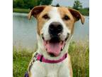Adopt Marvin a Labrador Retriever, Mixed Breed