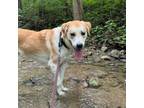 Adopt Happy a Labrador Retriever, Great Pyrenees