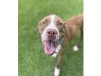 Adopt Waylon a Boxer, Mixed Breed