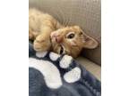 Adopt Michael a Tabby, Domestic Short Hair