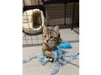 Adopt Finn a Tabby, Tuxedo