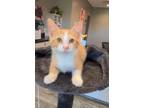 Adopt Spidey a Domestic Short Hair