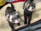 Adopt Asher a Ferret