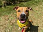 Adopt Smiley a Mixed Breed