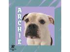 Adopt Archie a Mixed Breed