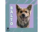 Adopt Balto a Mixed Breed