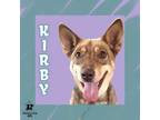 Adopt Kirby a Mixed Breed