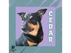 Adopt Cedar a Mixed Breed
