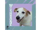 Adopt Wishbone a Mixed Breed