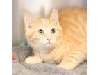 Adopt Folksy Gold a Domestic Short Hair