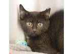 Adopt Black Magic a Domestic Short Hair
