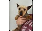 Adopt Rudy a Silky Terrier
