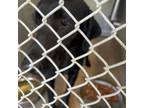 Adopt Long Neck a Black Labrador Retriever