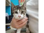 Adopt Stuart a Domestic Short Hair