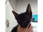 Adopt Zac a Domestic Short Hair