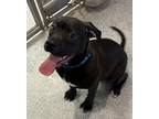 Adopt Judge a Pit Bull Terrier, Boxer