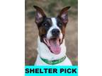 Adopt McLaren a Mixed Breed