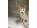 Adopt Aladdin a Domestic Short Hair