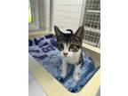 Adopt 24-04 Dale a Domestic Short Hair