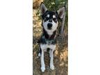 Adopt Platypus a Siberian Husky