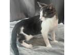 Adopt Allastair a Domestic Short Hair, Tuxedo