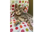 Adopt Rocky a Domestic Short Hair