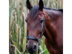 Adopt Atlas a Quarterhorse