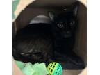 Adopt Chase a Domestic Short Hair