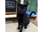 Adopt Caraway a Domestic Short Hair