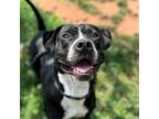 Adopt Splash a Pit Bull Terrier