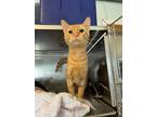 Adopt Bert a Domestic Short Hair