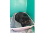 Adopt Eclipse a Domestic Long Hair