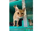 Adopt Ernie a Domestic Short Hair