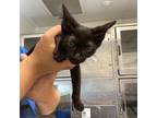 Adopt Osiris a Oriental Short Hair