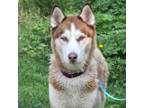 Adopt Rusty a Siberian Husky