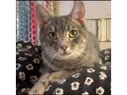 Adopt Sterling a Domestic Short Hair