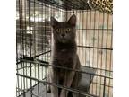 Adopt Mercury a Domestic Short Hair