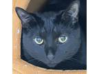 Adopt Bo a Domestic Short Hair