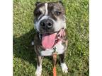 Adopt Chopper a Mixed Breed