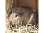 Adopt Pascal a Guinea Pig