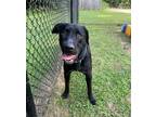 Adopt Harald a Labrador Retriever, Mixed Breed