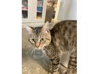 Adopt Zeus a Domestic Short Hair