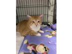 Adopt Benson a Domestic Short Hair