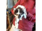 Adopt 24-1586 a Domestic Short Hair